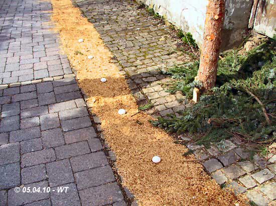 Als der L�ufer das Ziel erreicht, liegen noch 5 Eier in der Rinne !